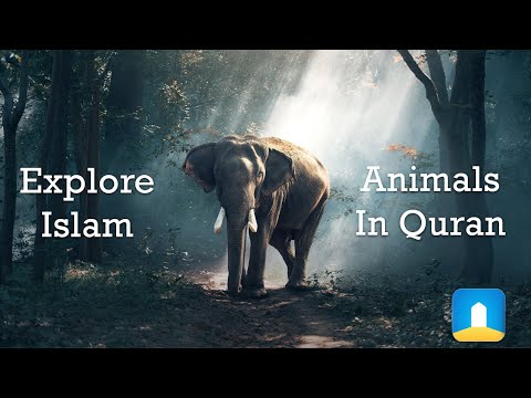 Explore Islam | Animals in Quran