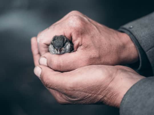 A turtle in a safe hands. Allah is our only Guardian 'Al-Walee'.