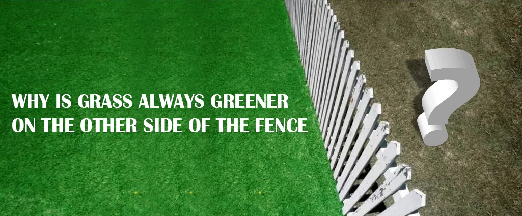 Why Is Grass Always Greener On The Other Side Of The Fence